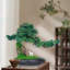 Bonsai en céramique 13,78 "H