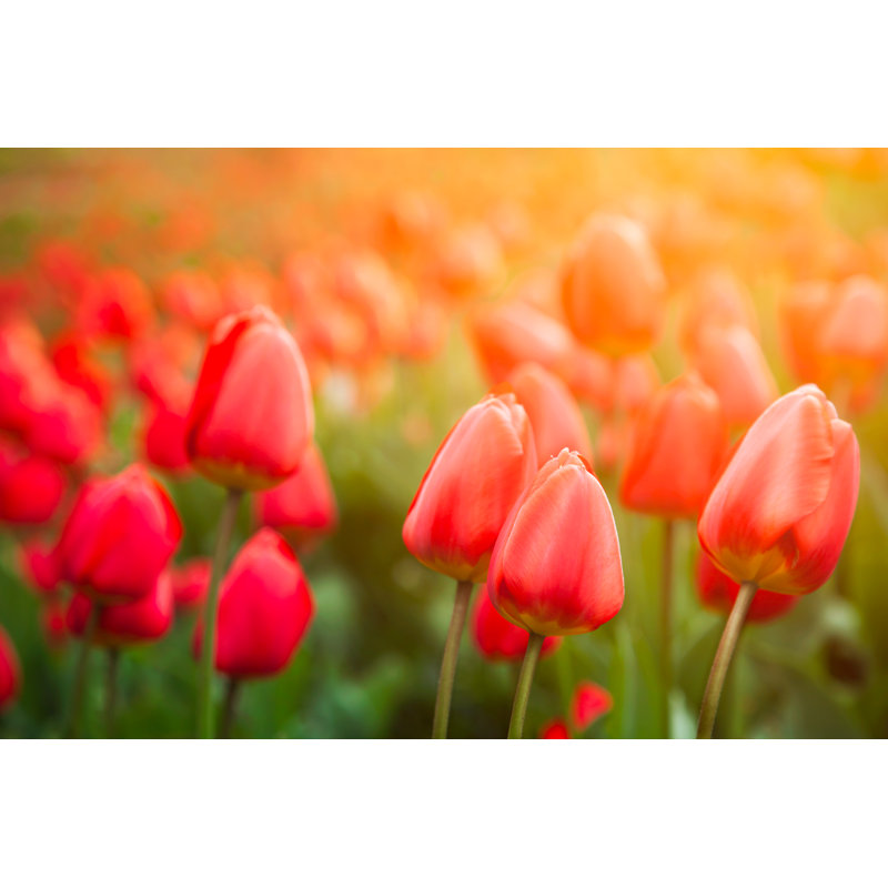 Tulips In The Garden, 61cm H x 91cm W