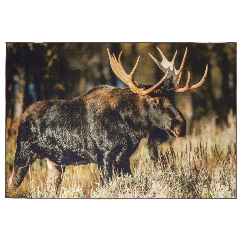 Tapis Moose, Rectangle 5 pi x 7 pi