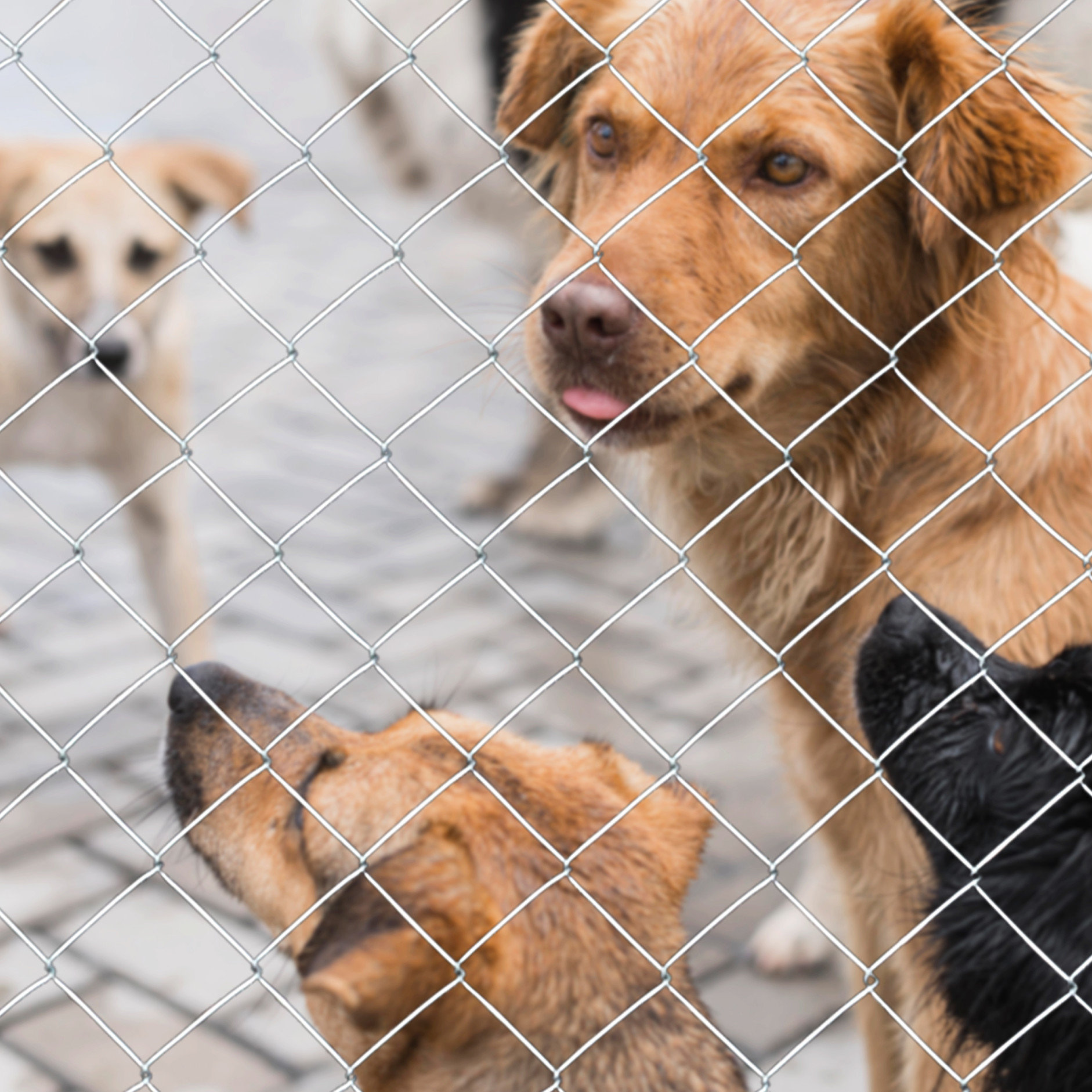 View of Tucker Murphy Pet™ Galvanized Metal Fence 5.6ft X 57ft For Cattle ...