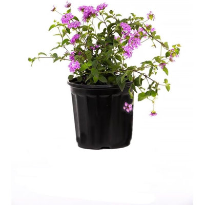 Flowering American Plant Exchange Lantana Lavender, 6-Inch Pot, Drought Tolerant Live Plant, Purple Cluster Flowers