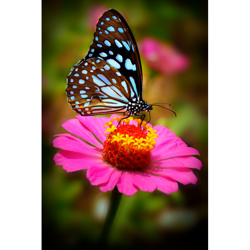 Photographie de papillon sur toile, H 18 po x l 12 po