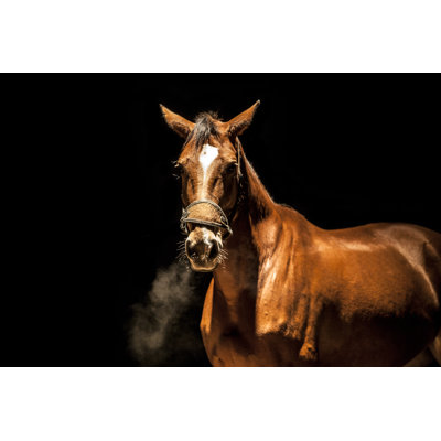 Angry Stallion 1 Piece Wrapped Canvas Wall Art