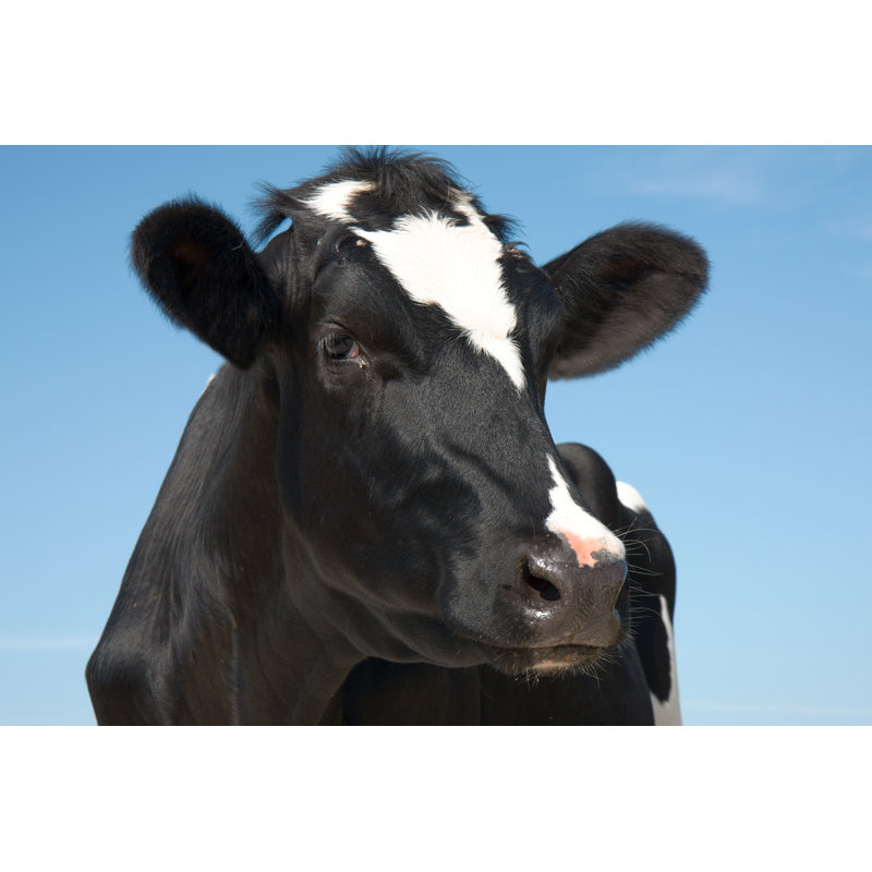 Smart Looking Cow by Bronswerk - No Frame Art Prints on Canvas, 51cm H x 76cm W