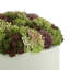 Arrangement multicolore Sedum en pot de fleurs blanc-1413283896
