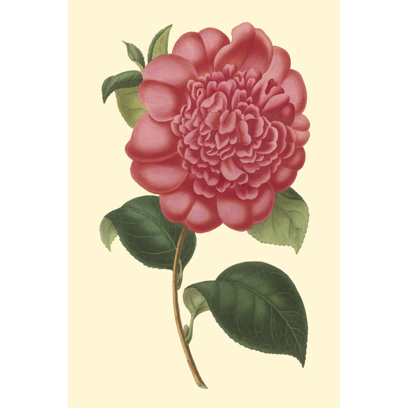 «Camellia Garden I», peinture sur toile, H 30 po x l 20 po