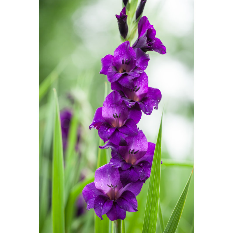Purple Gladiolus Flowers - Wrapped Canvas Print, 46cm H x 30cm W x 3.8cm D