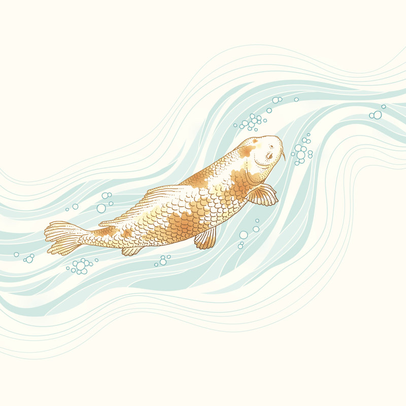 Koi Fish Swimming - Wrapped Canvas Print, 91cm H x 91cm W x 3.8cm D