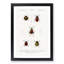 Beetle Illustrations PL.15 by Charles D'Orbigny - Single Picture Frame Print-55544116-55544117