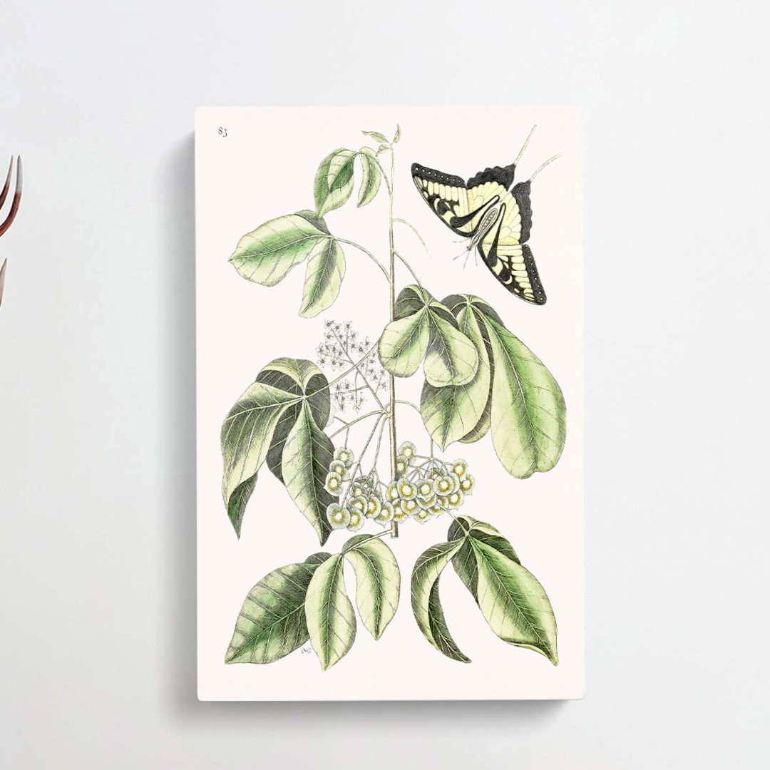 Swallowtail Butterfly by Mark Catesby - Wrapped Canvas