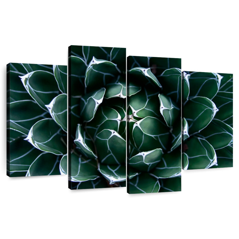 Agave Harnek Queen Victoria, H 22 po x l 36 po