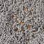 Tapis pour chat et chien Pet Parents® Forager®-87986296-92473846
