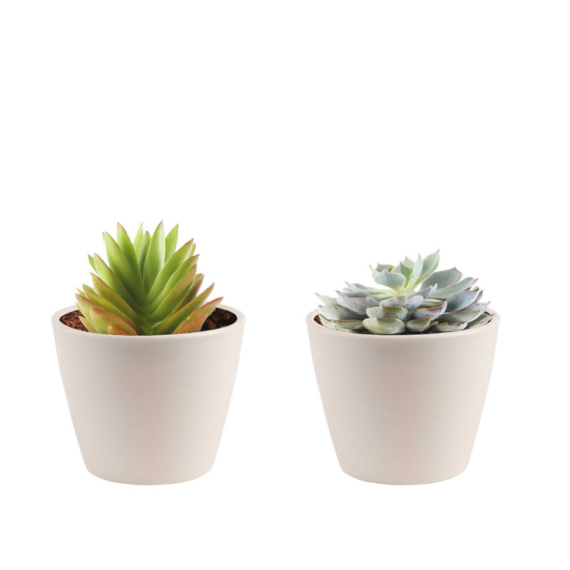 2 Piece Costa Farms Live Succulent Low Maintenance Plant in Planter