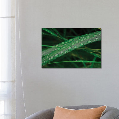 Rain Drop Beach Grass by Savanah Plank - Wrapped Canvas Panoramic Print