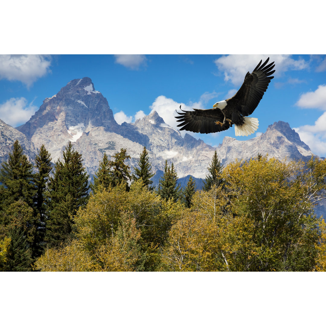 Amerikanischer Weißkopfseeadler mit majestätischen Grand Tetons Bergen von JamesBrey - Leinwandbild