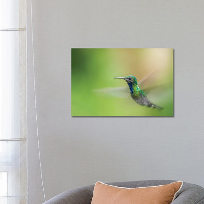 Costa Rica, Sarapiqui River Valley. Male White-Necked Jacobin Flying. 1 Piece Wrapped Canvas Wall Art