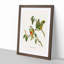 Swainson's Fruit Pigeons by Elizabeth Gould - Picture Frame Art Prints-55616723-55616724