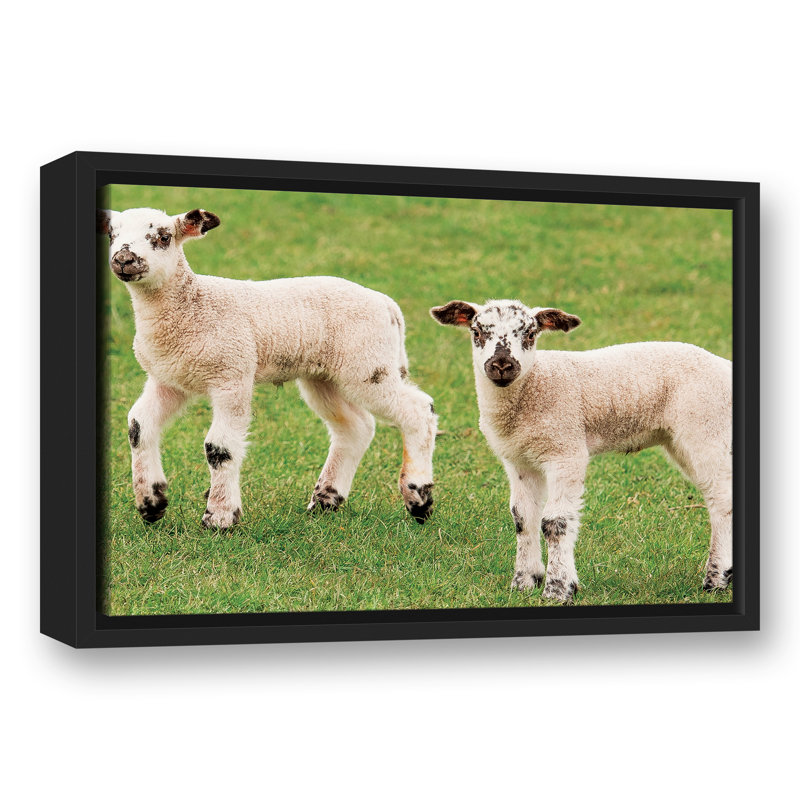 Petits agneaux encadrés sur toile, H 13,75 po x l 19,75 po x P 1,75 po