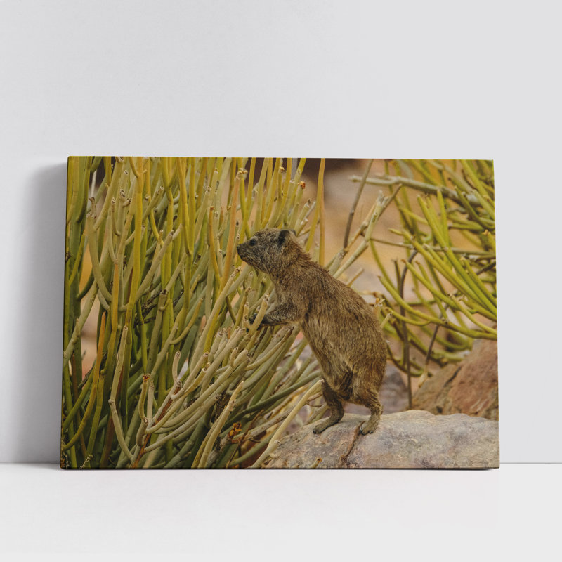 Selective Focus of Rock Hyrax, 8" H x 12" W