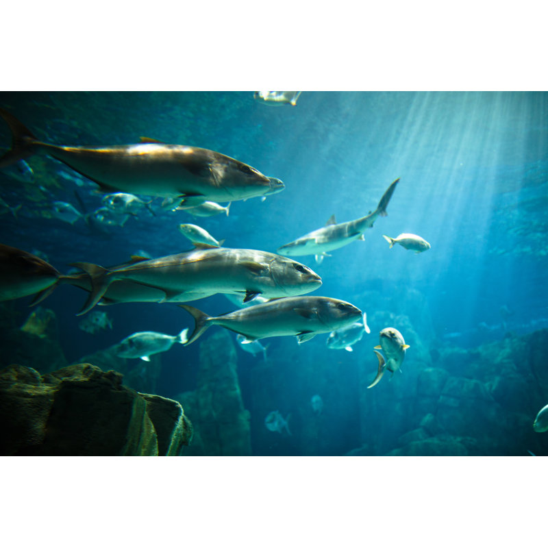 Aquarium by Themacx, 32" H x 48" W