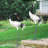 Zaiga Animals Metal Garden Statue