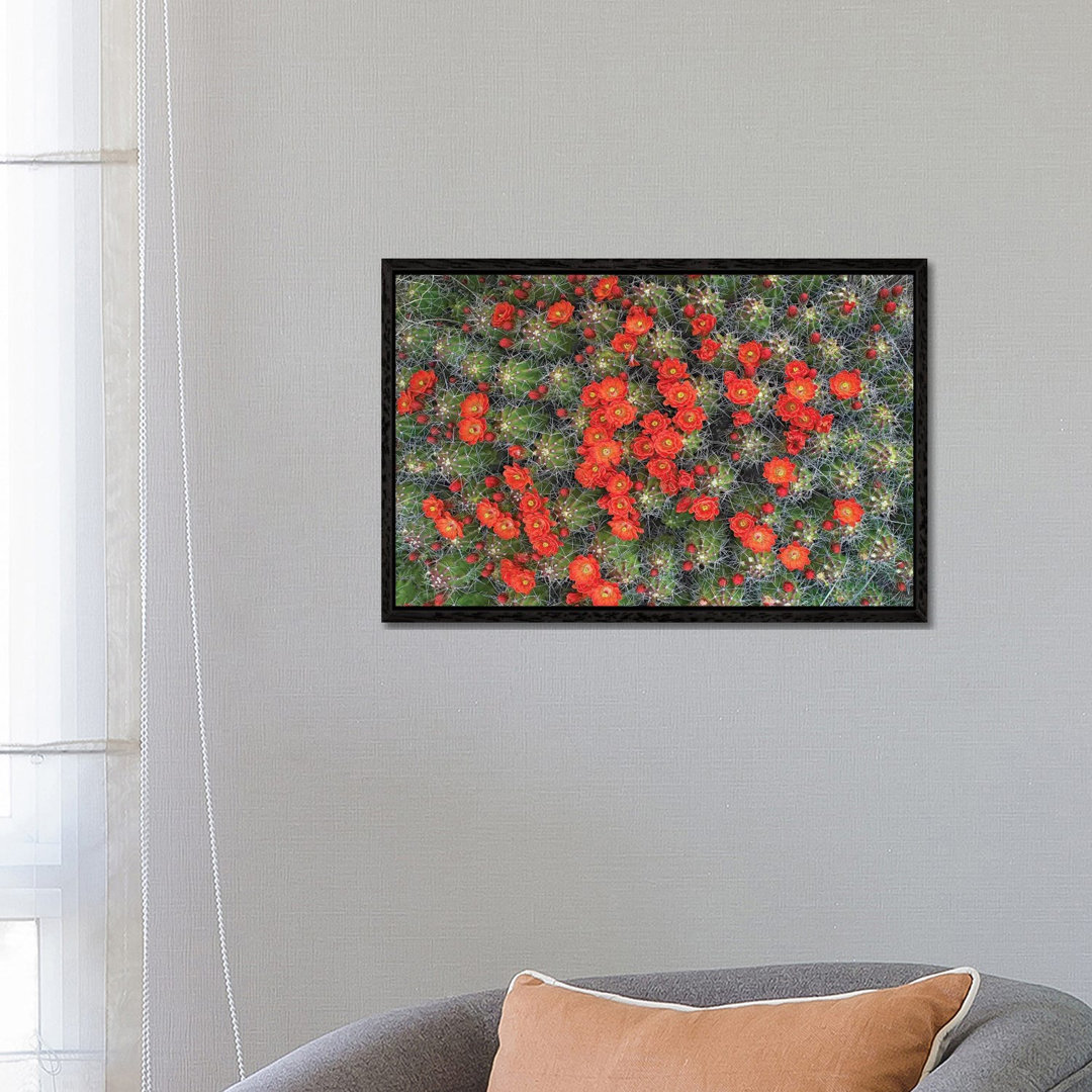 Claret Cup Cactus Detail Of Flowers In Bloom, North America I von Tim Fitzharris - Gallery-Wrapped Canvas Giclée on Canv...