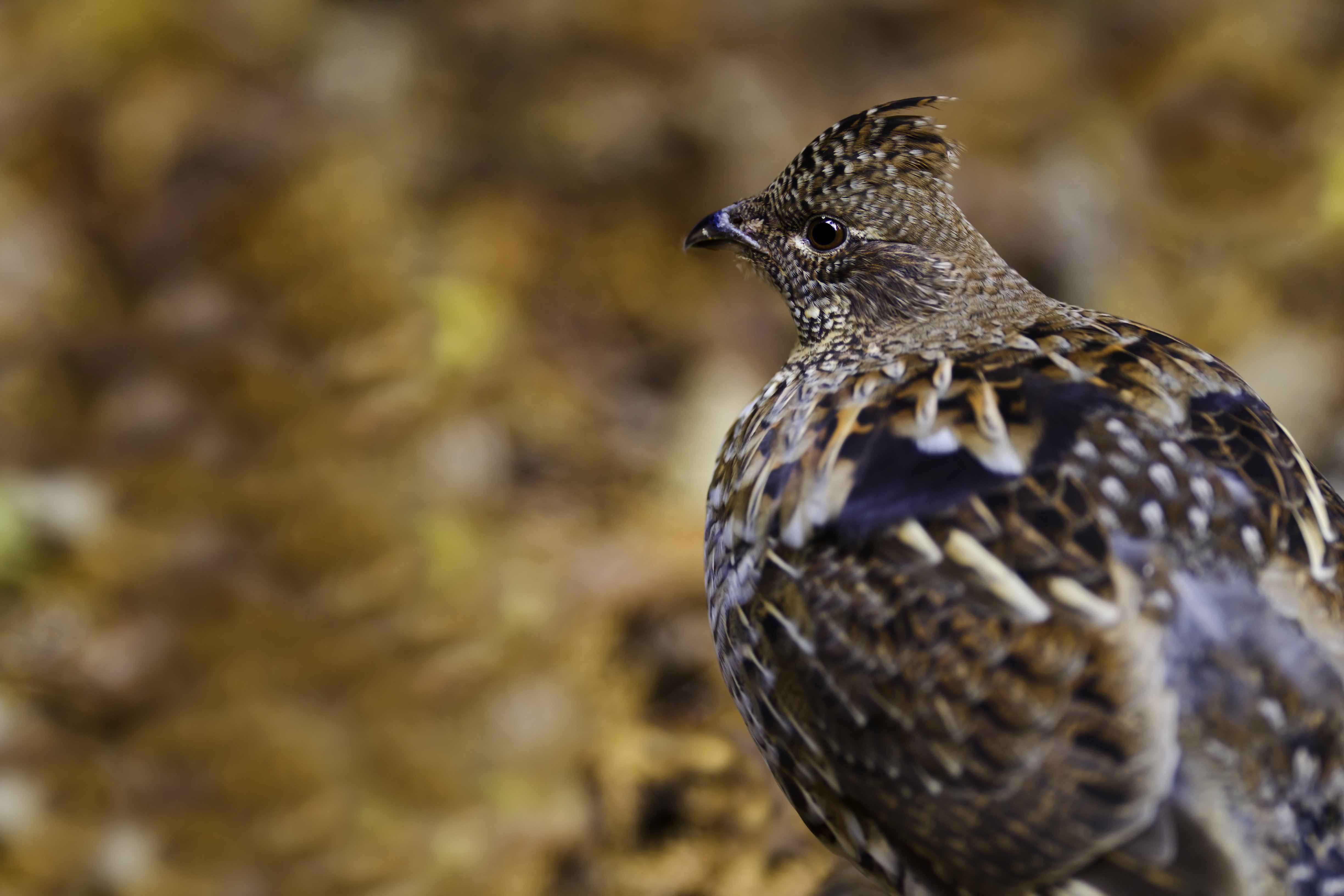 Grouse Ruffle Ebern Designs Ruffed Grouse Autumn - Wayfair Canada