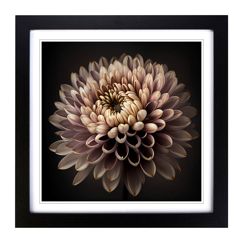 Chrysanthemum Photograph - Framed Print, Black