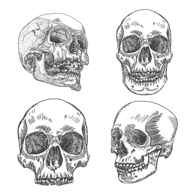 Anatomic Skulls - Wrapped Canvas Print