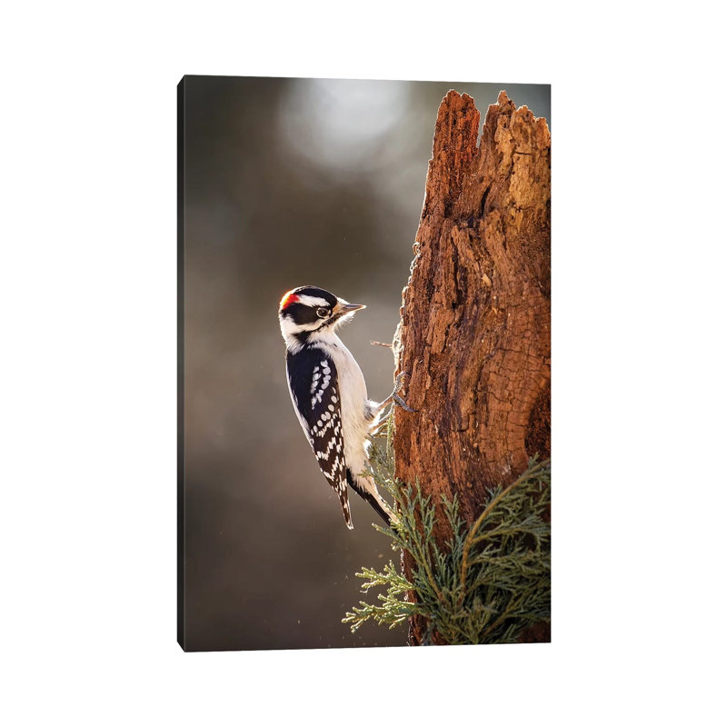 Downey Woodpecker 1 Piece Wrapped Canvas Wall Art, 66.04cm H x 45.72cm W x 1.905cm D