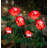 Cozella 2 - Bulb 3.9'' Solar Powered Novelty String Light