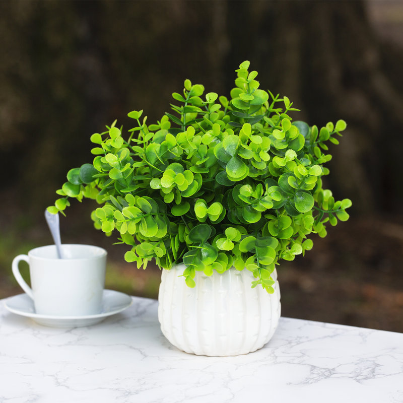 Herbe d'eucalyptus en pot 10 po, Vert