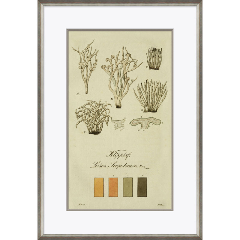 Lichen Studies, John Peter Westring, 1808 Giclee Print by Paul Cezanne