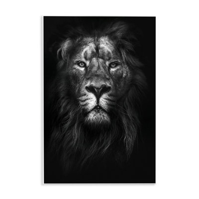 Dunfermline 'King of the Jungle Lion In Shadows Black and White' by Design Fabrikken Graphic Art Print