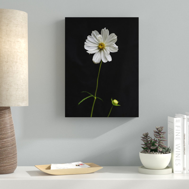 « white cosmos on black », reproduction de photo sur toile tendue, H 19 po x l 14 po x P 2 po