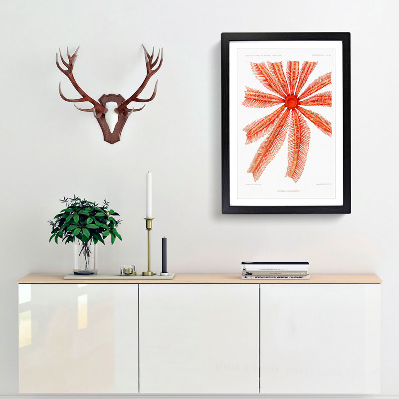 Starfish by Albert I - Framed Print, 36cm H x 27cm W x 2cm D, Black Framed