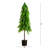 Pine Tree-1446845778