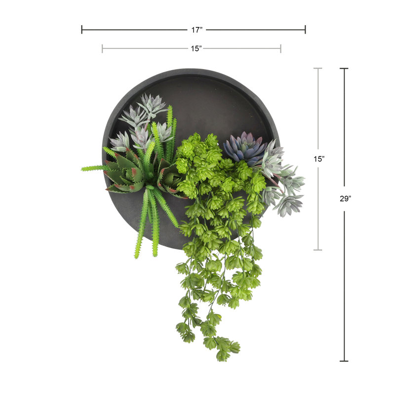 Sedum, Echeveria et aloès exposés dans un pot de fleurs mural Fiberstone, Noir