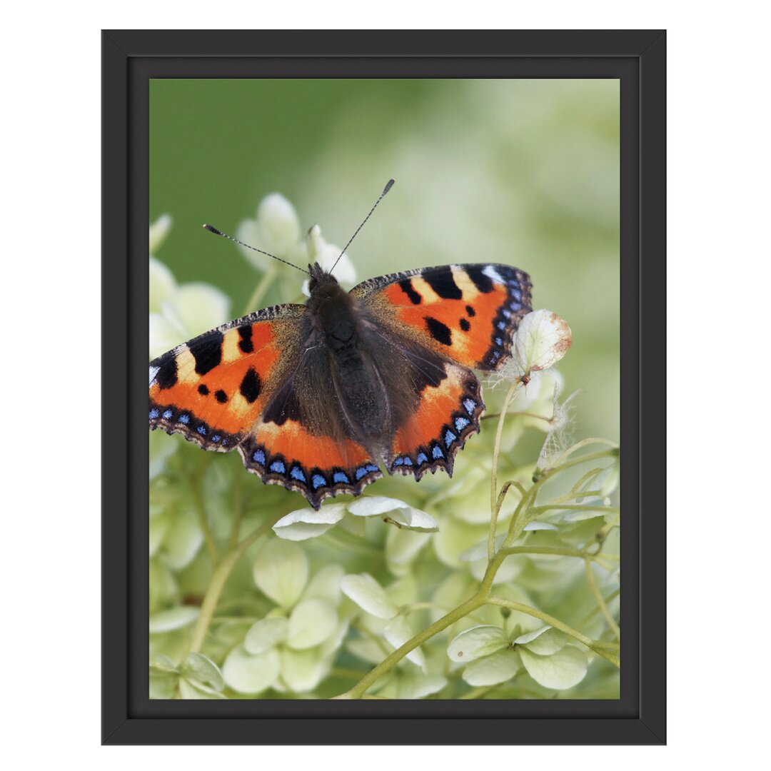 Gerahmtes Wandbild Schmetterling auf weißen Blüten