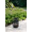 Black Bamboo Woven Cylindrical Lantern With Realistic White Led Candle | 16.3" Tall Boho Coastal Decor