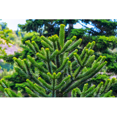 Abimbola Araucaria Araucana - Wrapped Canvas Print