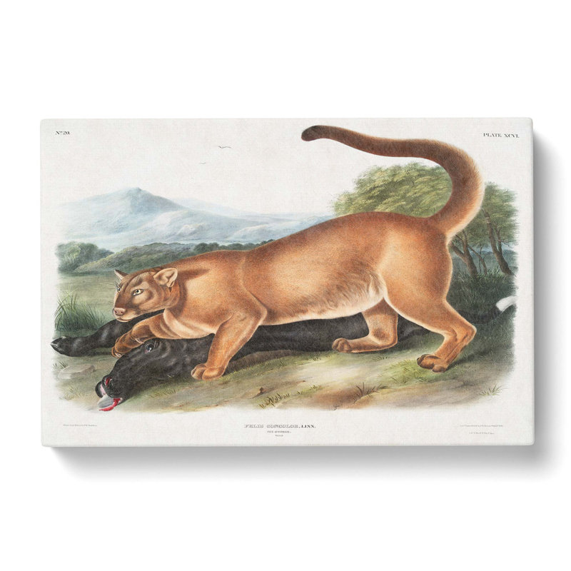 Cougar by J.W. Audubon - Wrapped Canvas, 35cm H x 50cm W x 3cm D