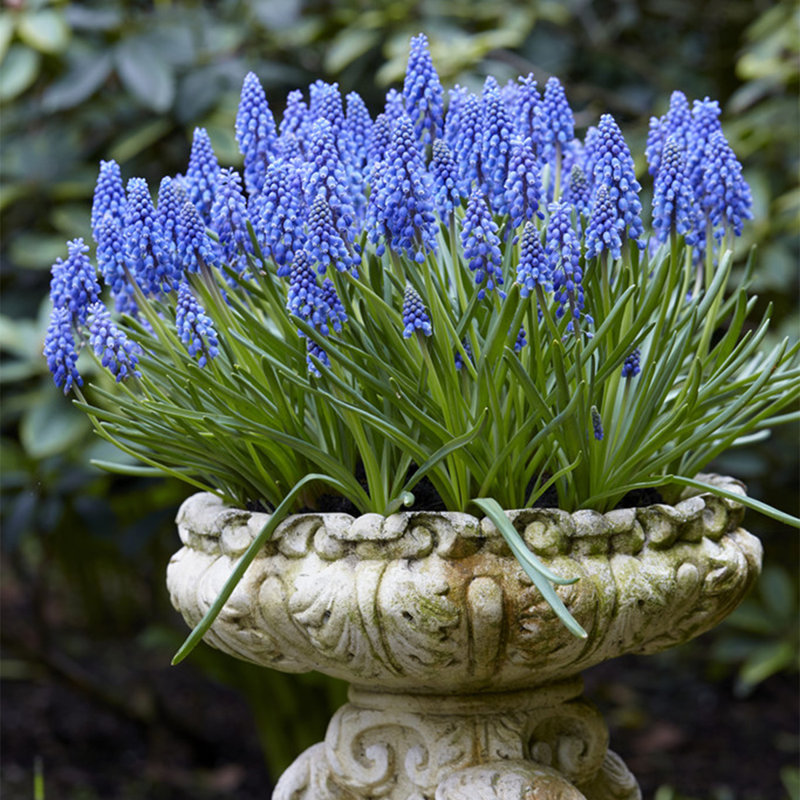 Grape Hyacinths Bulb