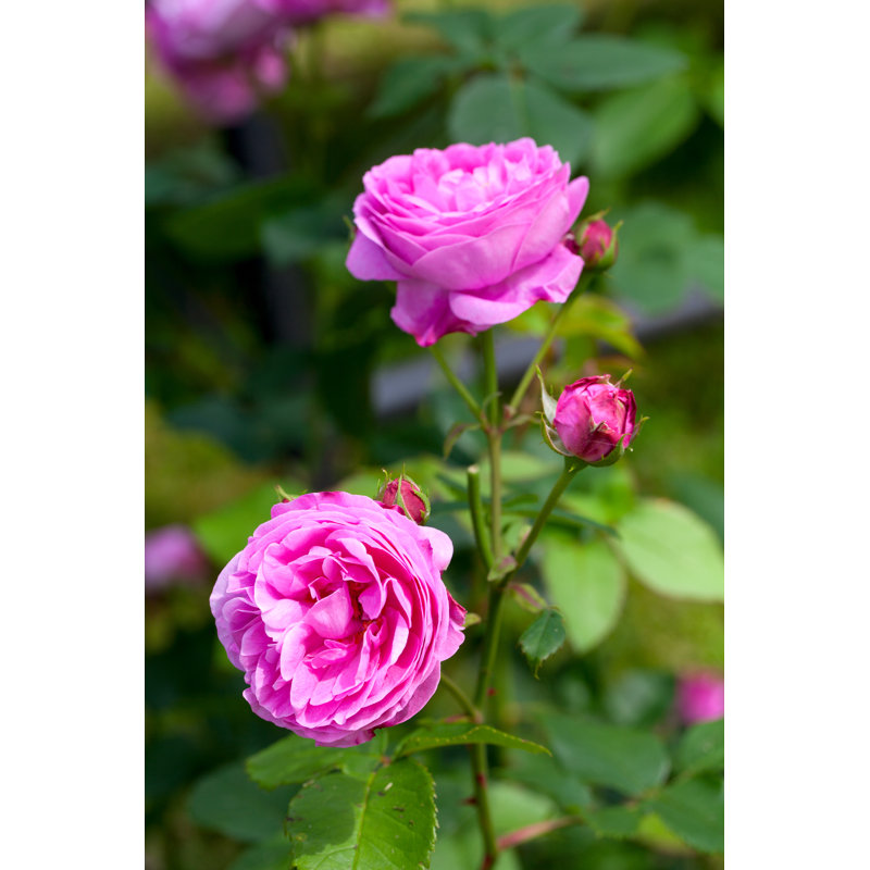 Pink Roses by Dianazh - Wrapped Canvas Print, 46cm H x 30cm W