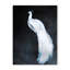 Nature Inspired Alabaster Majesty: White Peacock Against The Night-1691510530-1691510537-1691510540