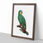 An Orange Winged Amazon Parrot 1 Piece Single Picture Frame Painting-55544804-55544805