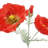 31" Artificial Watermelon Poppy Stems
