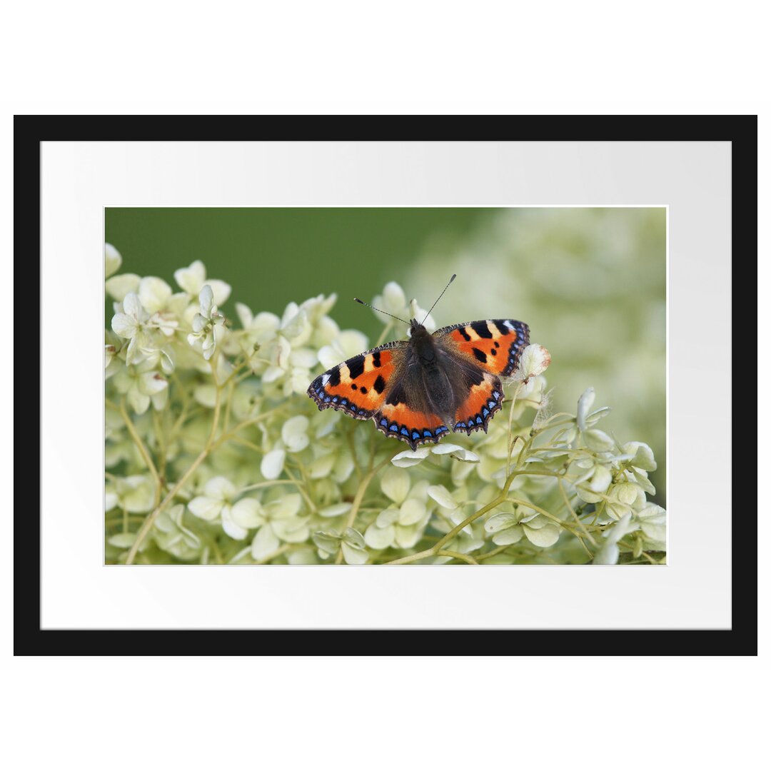 Gerahmtes Poster Schmetterling auf weißen Blüten