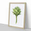 An Artichoke by Jean Bernard - Single Picture Frame Painting-55545069-55545071