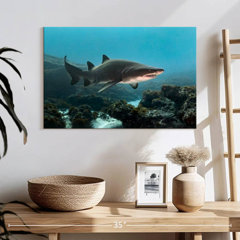 Aliwal Shoal Shark, H 16 po x l 24 po